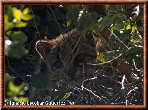 Leopardus guigna tigrillo