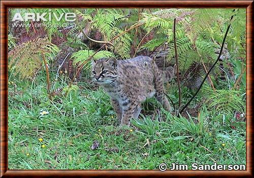 Leopardus guigna