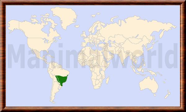 Leopardus guttulus repartition