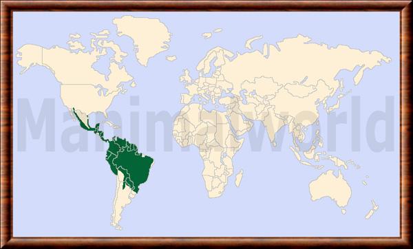 Leopardus pardalis repartition