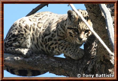 Leopardus pardalis sonoriensis