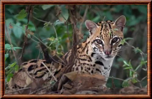 Leopardus pardalis steinbachi