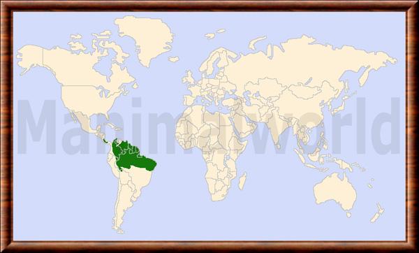 Leopardus tigrinus carte repartition