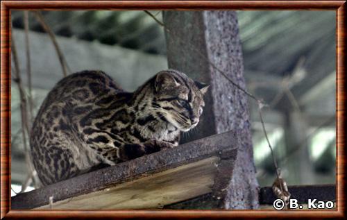 Leopardus tigrinus oncilla
