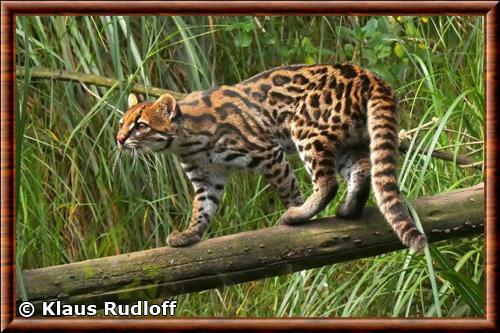 Leopardus tigrinus pardinoides
