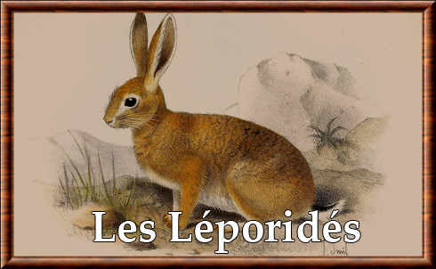 Leporidae