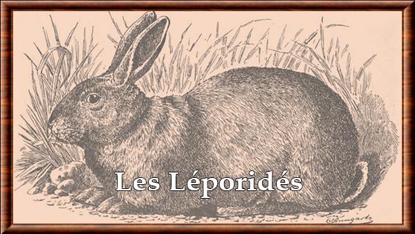 Leporidae