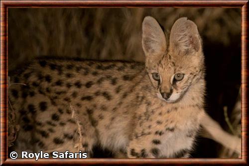 Serval d'Afrique du Nord (Leptailurus serval constantinus)