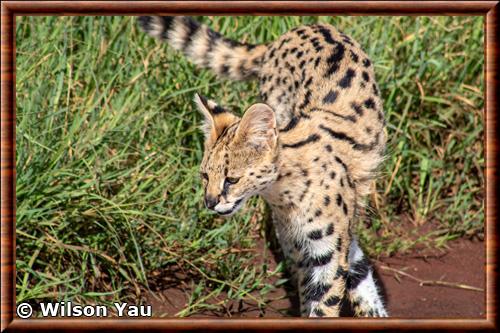 Serval de l'Angola (Leptailurus serval lipostictus)