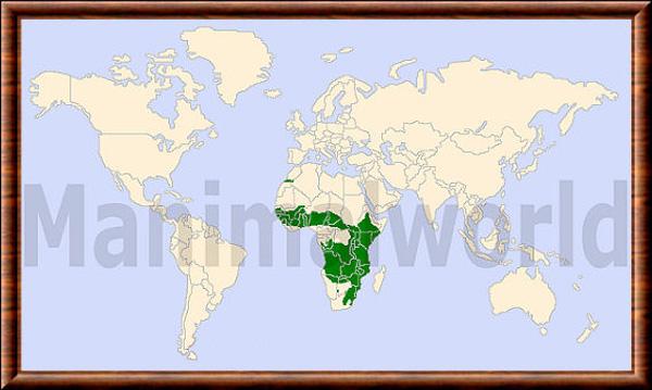 Leptailurus serval repartition