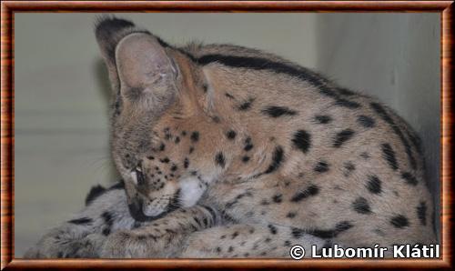 Leptailurus serval serval
