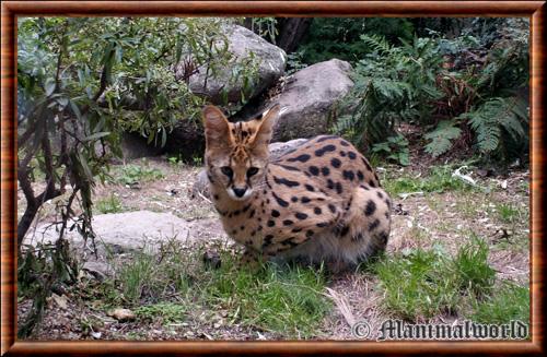 Leptailurus serval