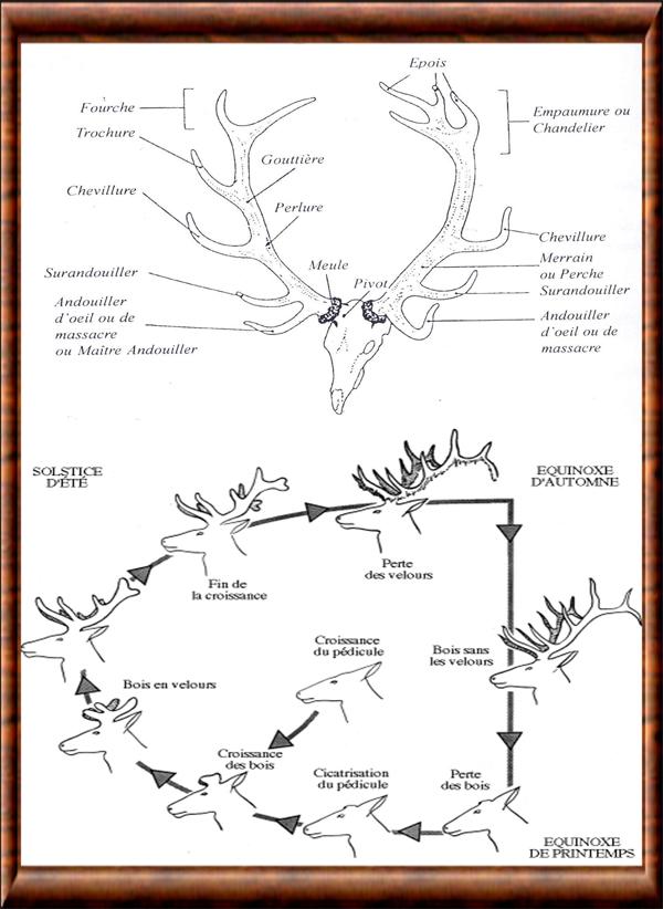 Les bois du cerf