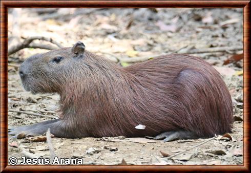 Lesser capybara