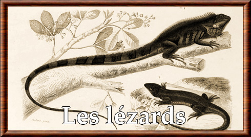 Lézard