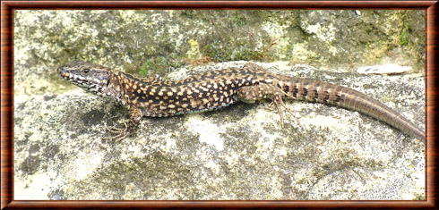 Lézard 03