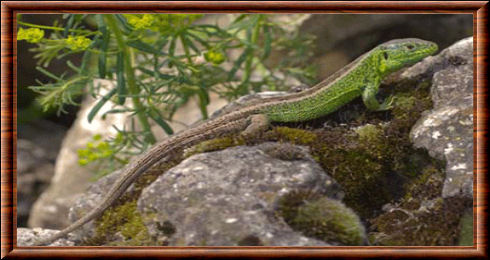 Lézard des souches