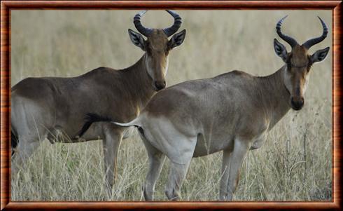 Lichtenstein's hartebeest