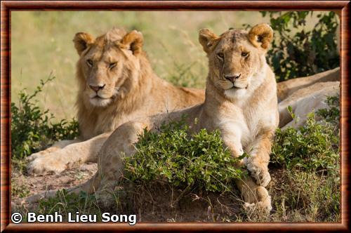 Lion Afrique de l'Est femelle Masai Mara