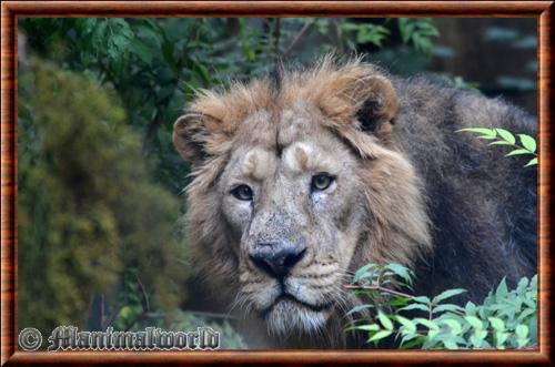 Lion asiatique gros plan