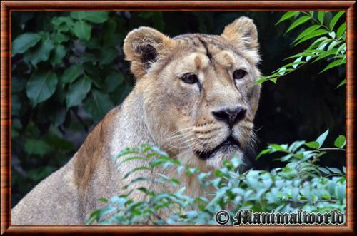 Lion asiatique portrait