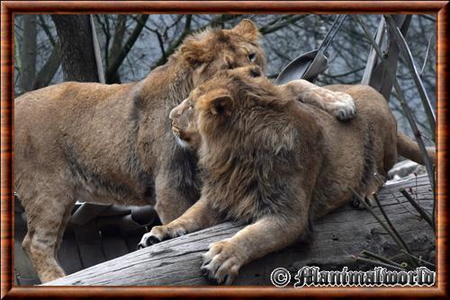 Lion Asie zoo de Mulhouse