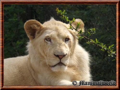 Lion blanc femelle zoo Amneville