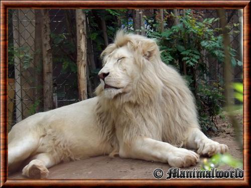 Lion blanc male zoo Amneville