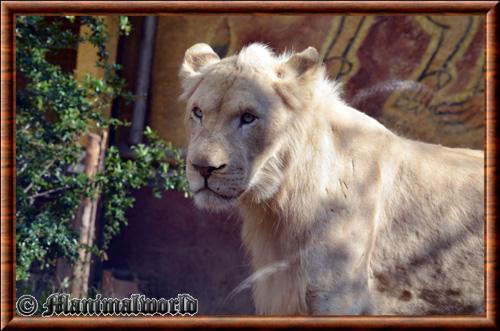 Lion blanc zoo Amneville