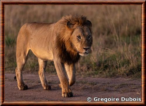 Lion d'Afrique de l'Est (Panthera leo nubica)
