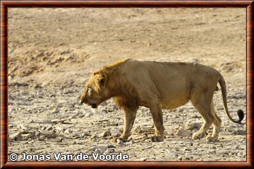 Lion d'Afrique de l'ouest (Panthera leo senegalensis)