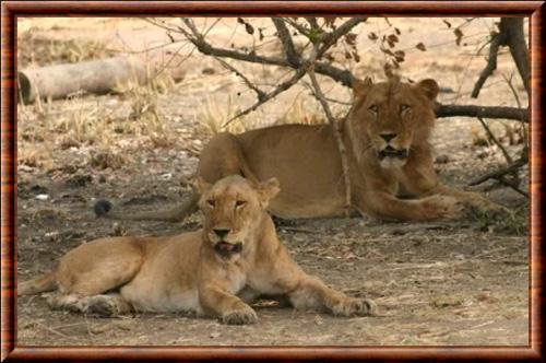 Lion d'Afrique de l'ouest Pendjari