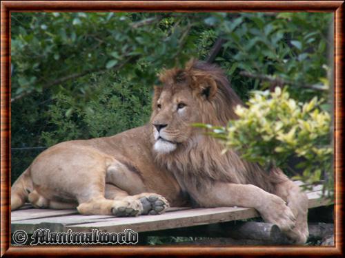 Lion d Afrique (Panthera leo leo)