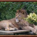 Lion d afrique panthera leo leo