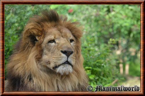 Lion d Afrique portrait