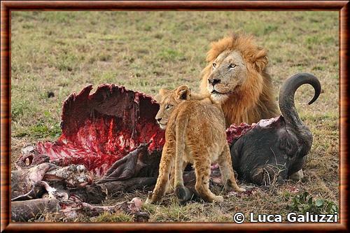 Lion d afrique reserve de Sabi Sand