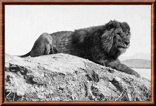Lion de Barbarie en Algerie