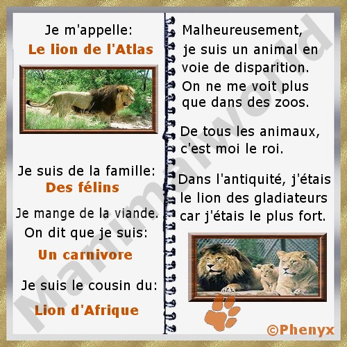 Lion de Barbarie fiche pour enfants