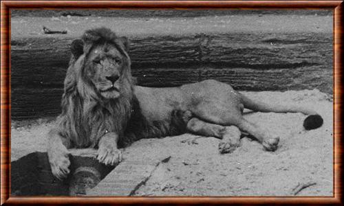 Lion de Barbarie zoo de Leipzig