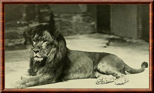 Lion de Barbarie