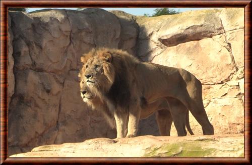 Lion de l Atlas parc zoologique de Rabat