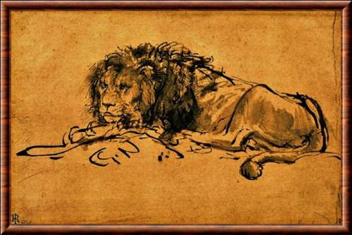 Lion du Cap Rembrandt