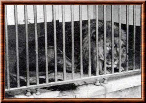 Lion du Cap (Panthera leo melanochaita)