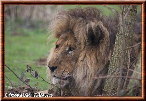 Lion du Congo male portrait