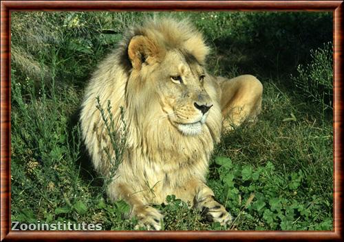 Lion du Katanga parc zoologique Attique