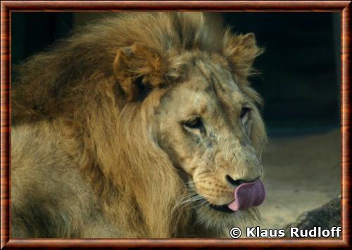 Lion du Katanga portrait