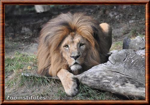 Lion du Katanga zoo de Wroclaw