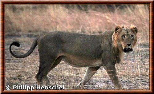 Lion du Senegal (Panthera leo senegalensis)