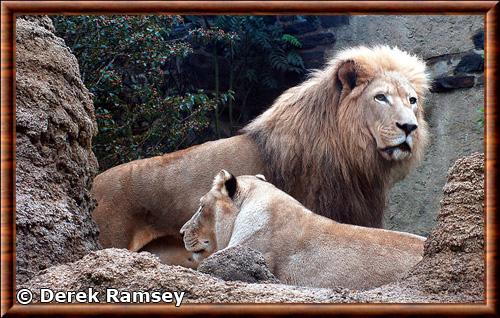 Lion du Transvaal (Panthera leo krugeri)