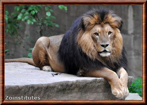 Lion du Transvaal zoo de Shanghai